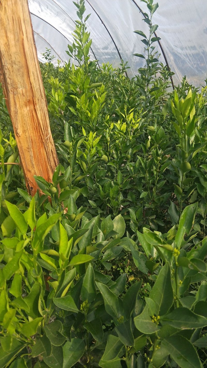 蒲江春见苗