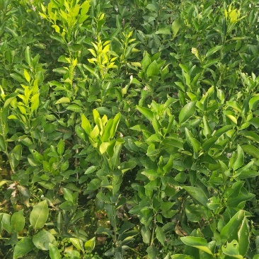 蒲江春见苗