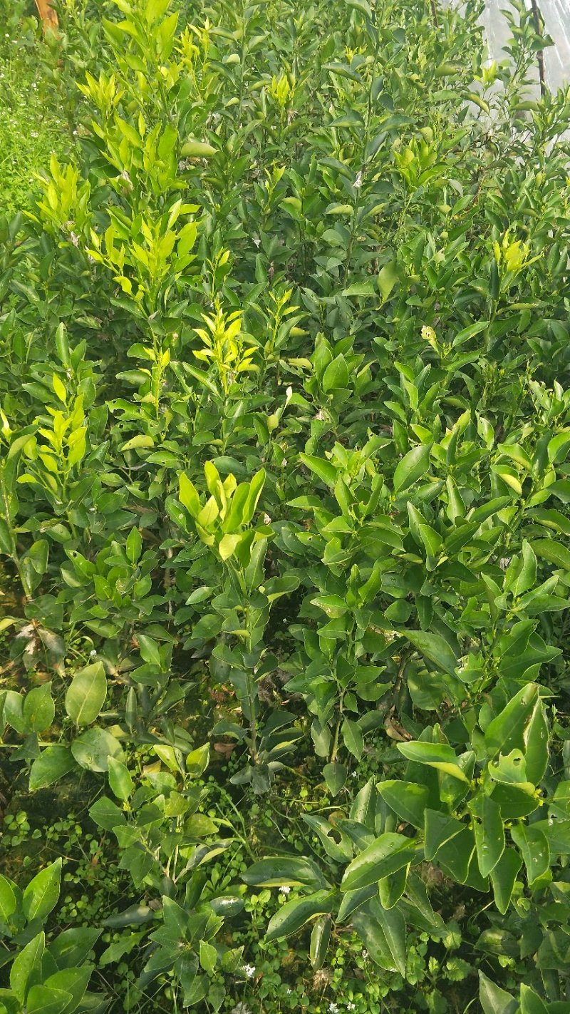 蒲江春见苗