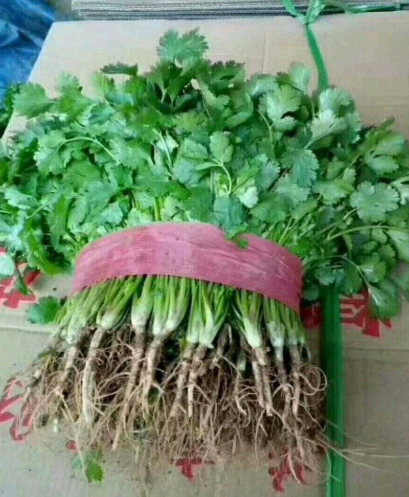 大叶香菜20~25厘米以上