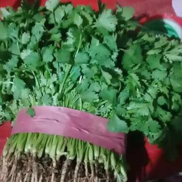 大叶香菜20~25厘米以上