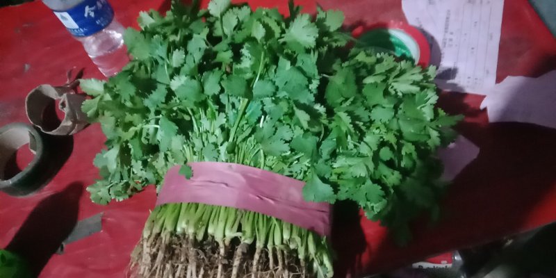 大叶香菜20~25厘米以上