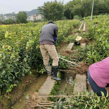 藤县大果红花油茶嫁接苗