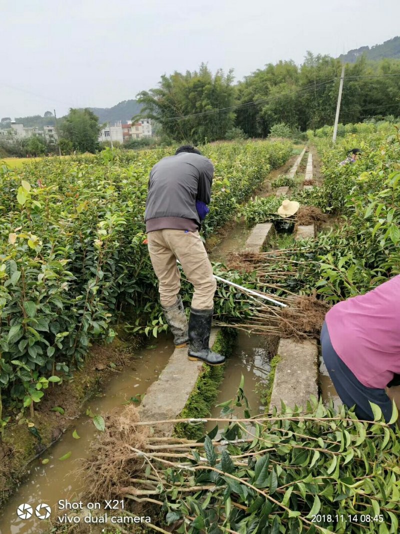 藤县大果红花油茶嫁接苗