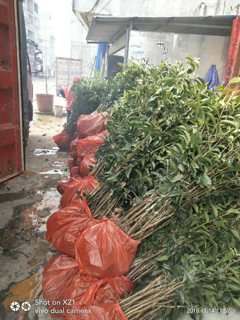 藤县大果红花油茶嫁接苗
