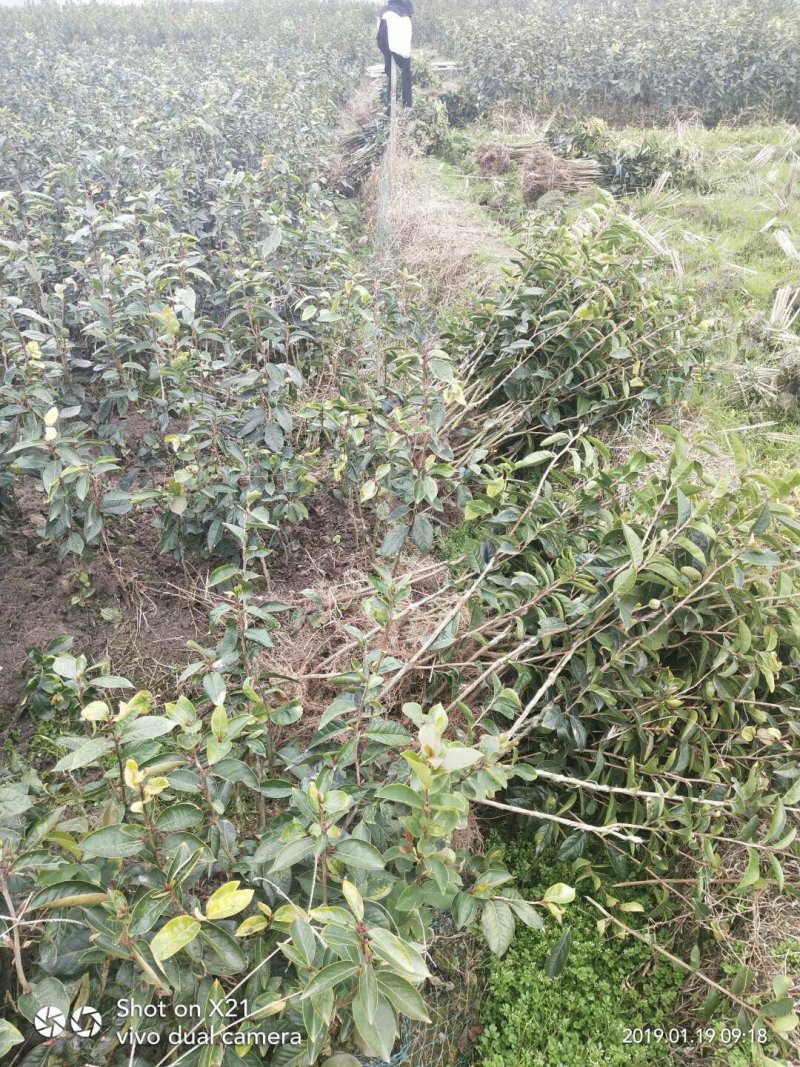 藤县大果红花油茶嫁接苗