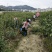 藤县大果红花油茶嫁接苗
