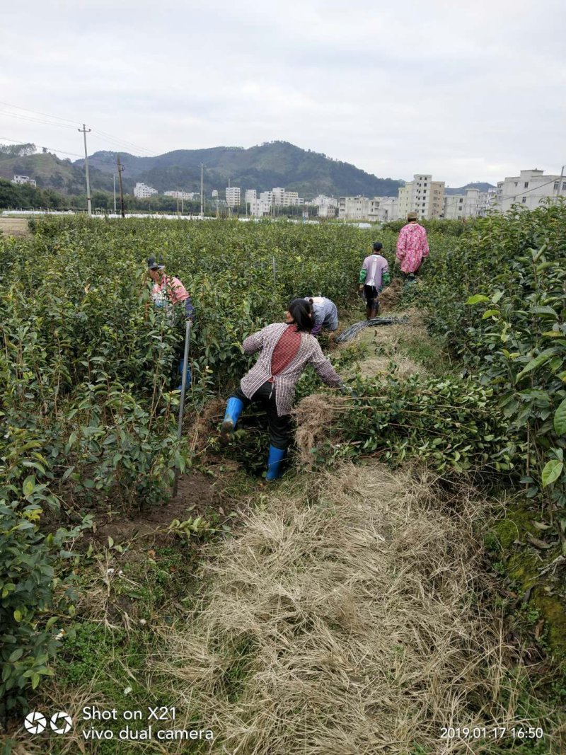 藤县大果红花油茶嫁接苗