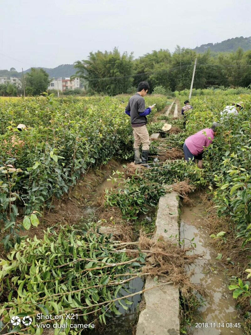藤县大果红花油茶嫁接苗