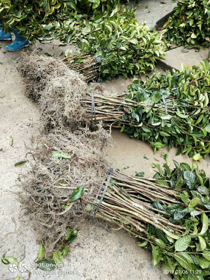 藤县大果红花油茶嫁接苗