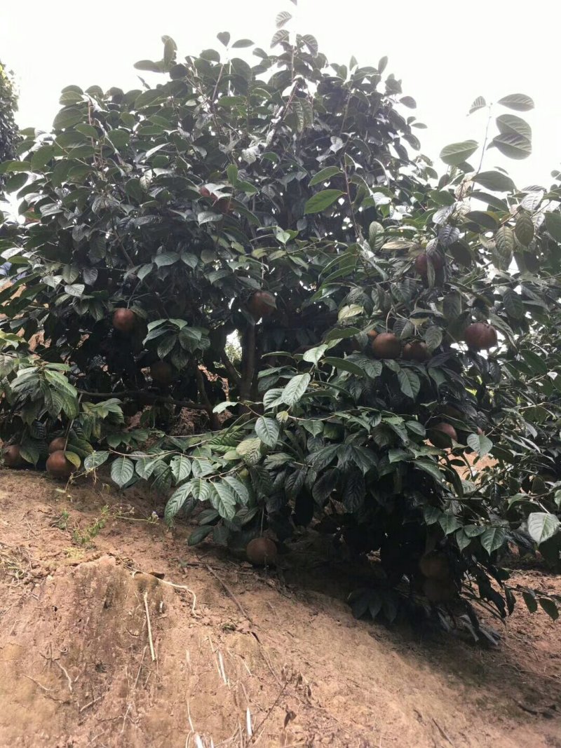 藤县大果红花油茶嫁接苗