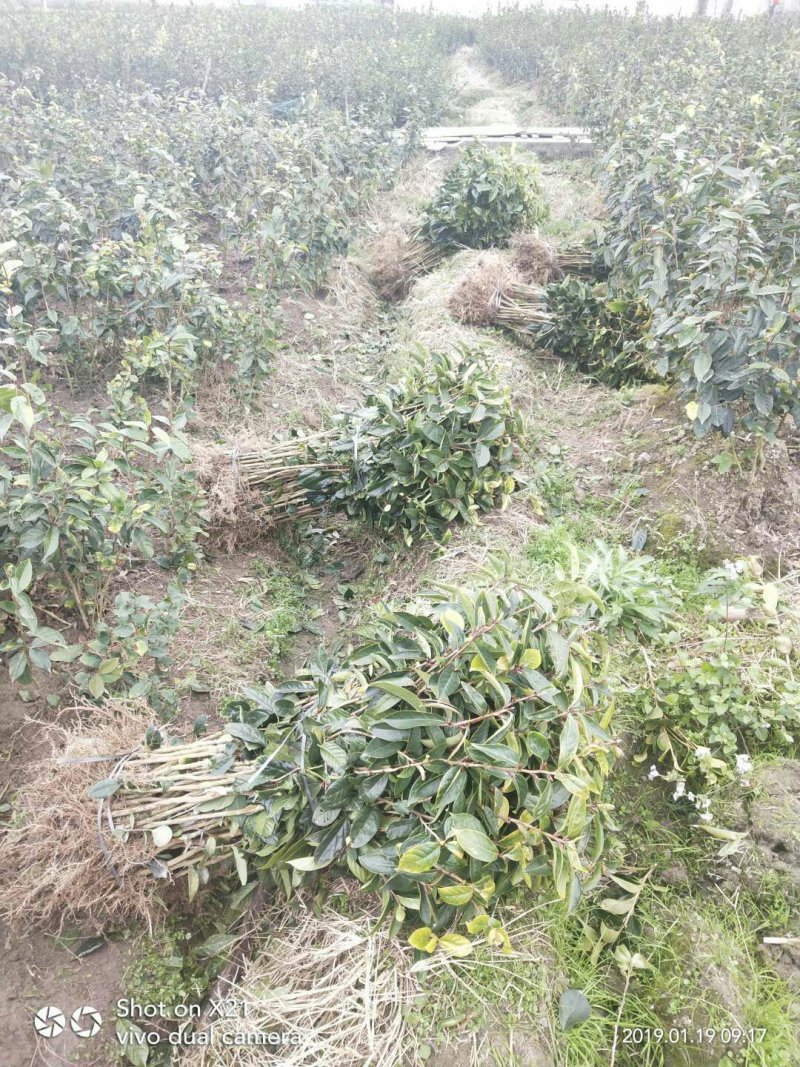 藤县大果红花油茶嫁接苗