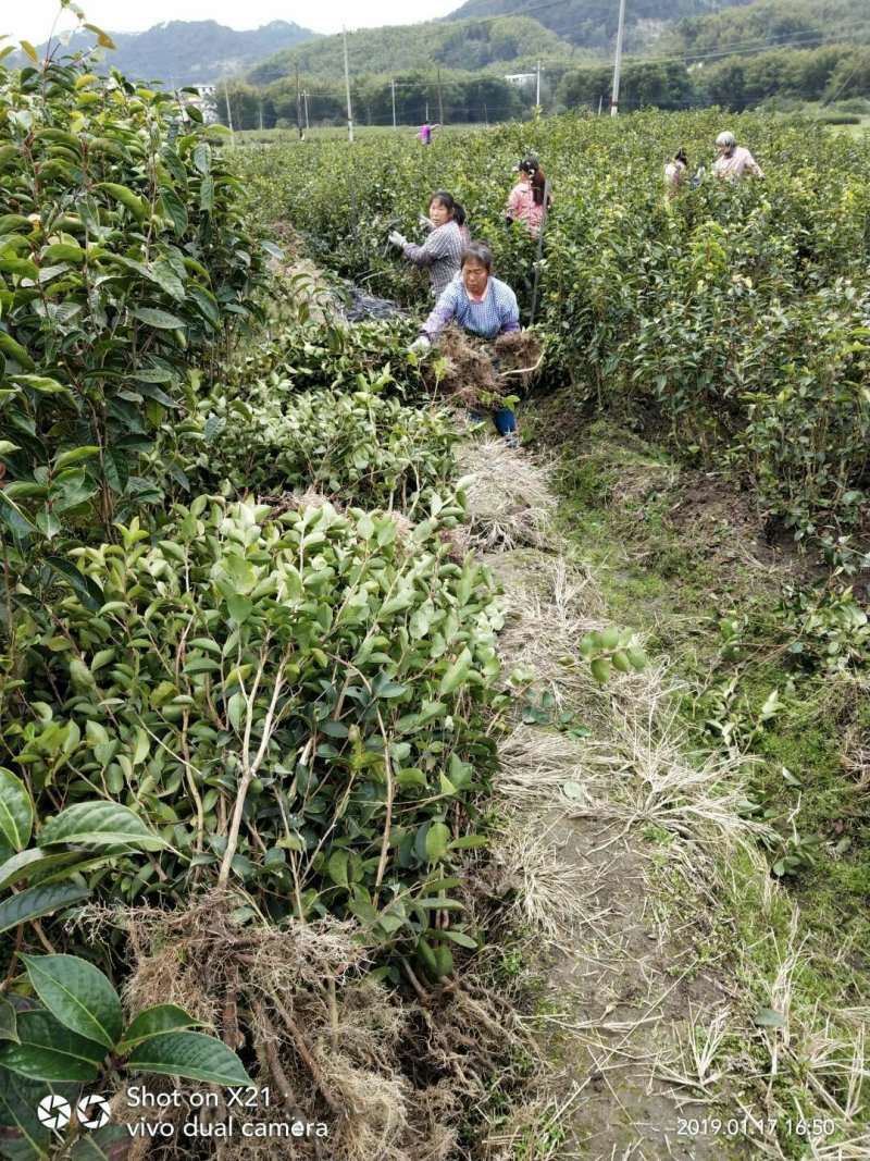 藤县大果红花油茶嫁接苗
