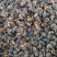 红口螺，辣螺