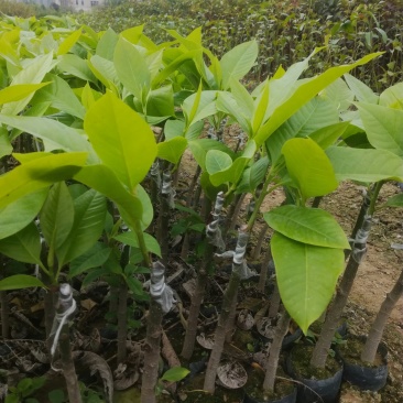 白兰花苗，黄角兰苗，自己苗场嫁接，3月可出苗
