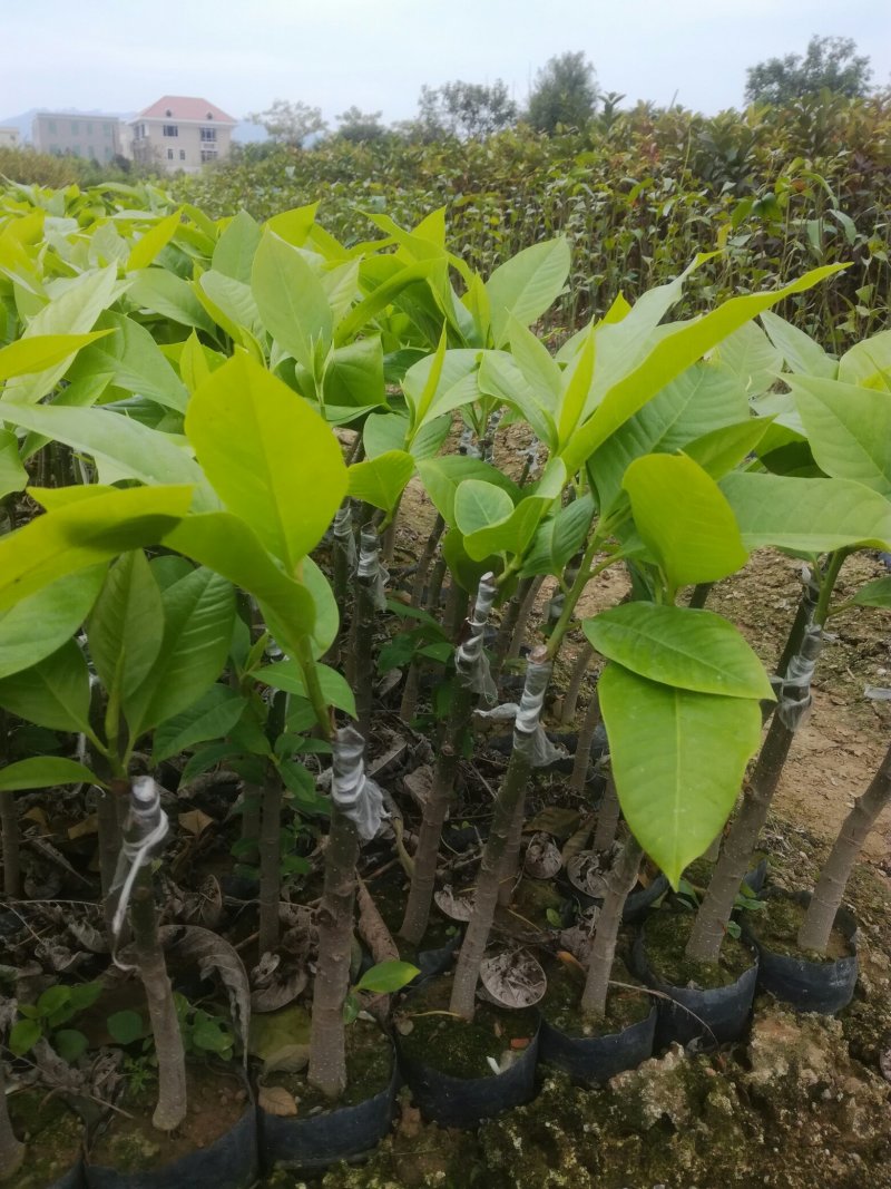 白兰花苗，黄角兰苗，自己苗场嫁接，3月可出苗
