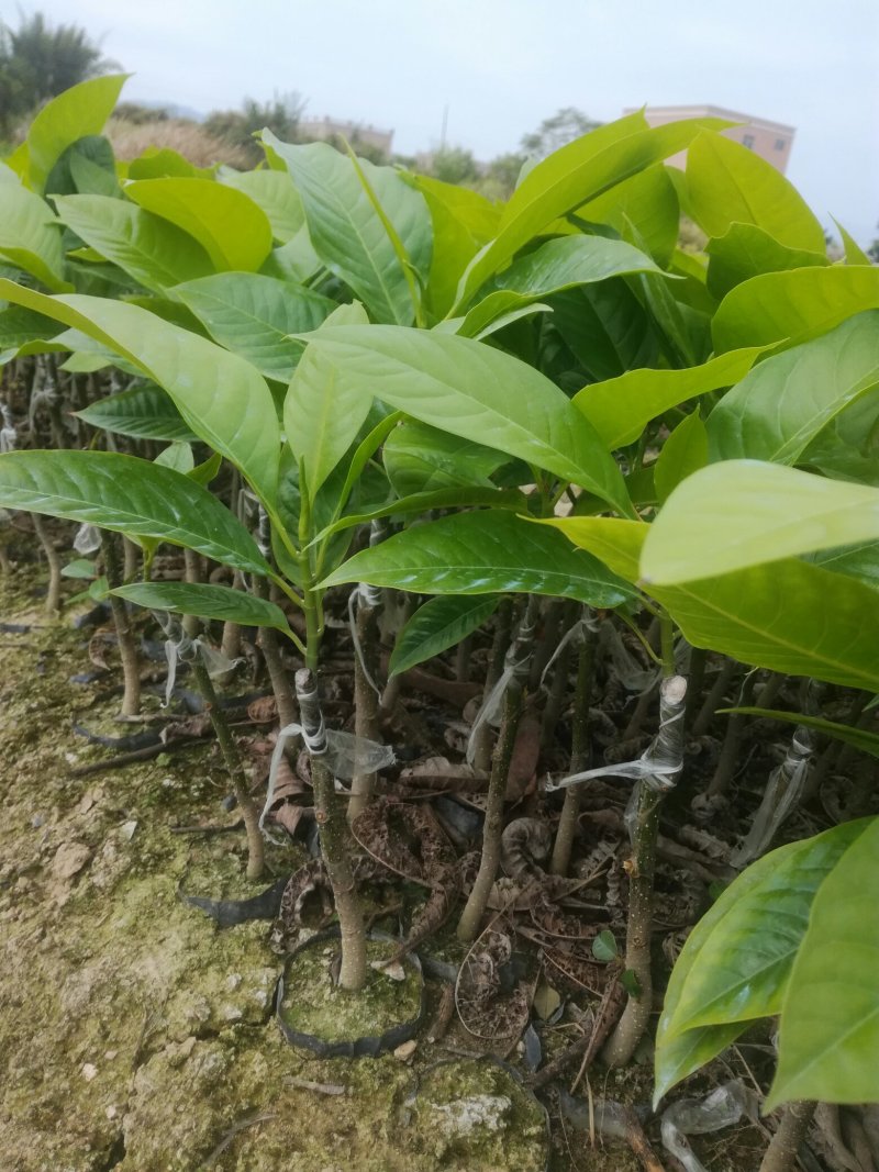 白兰花苗，黄角兰苗，自己苗场嫁接，3月可出苗