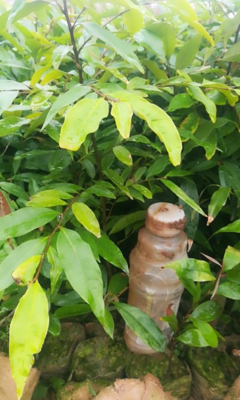 红株苗