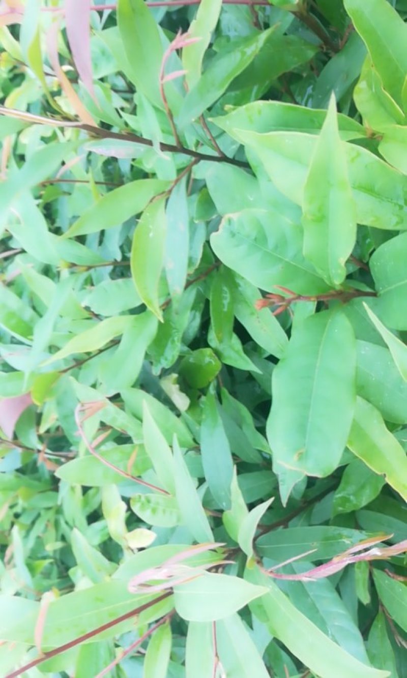 红株苗