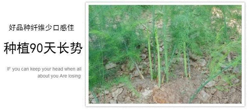 芦笋苗抗病高产20条根以上包成活死苗补发