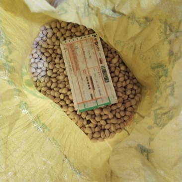 银杏种子,产地直销,质量保证,量少物流发货