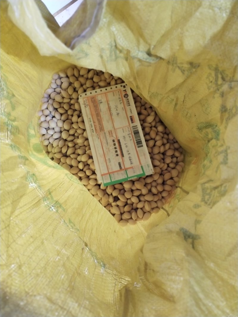 银杏种子，产地直销，质量保证，量少物流发货