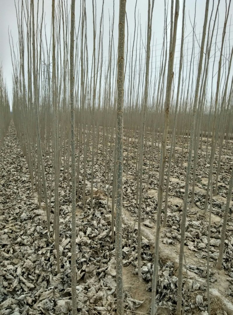 杨树苗基地出售米径1～3.5公分，2～5米高
