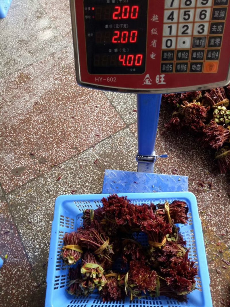 红油香椿芽！种植基地直发！