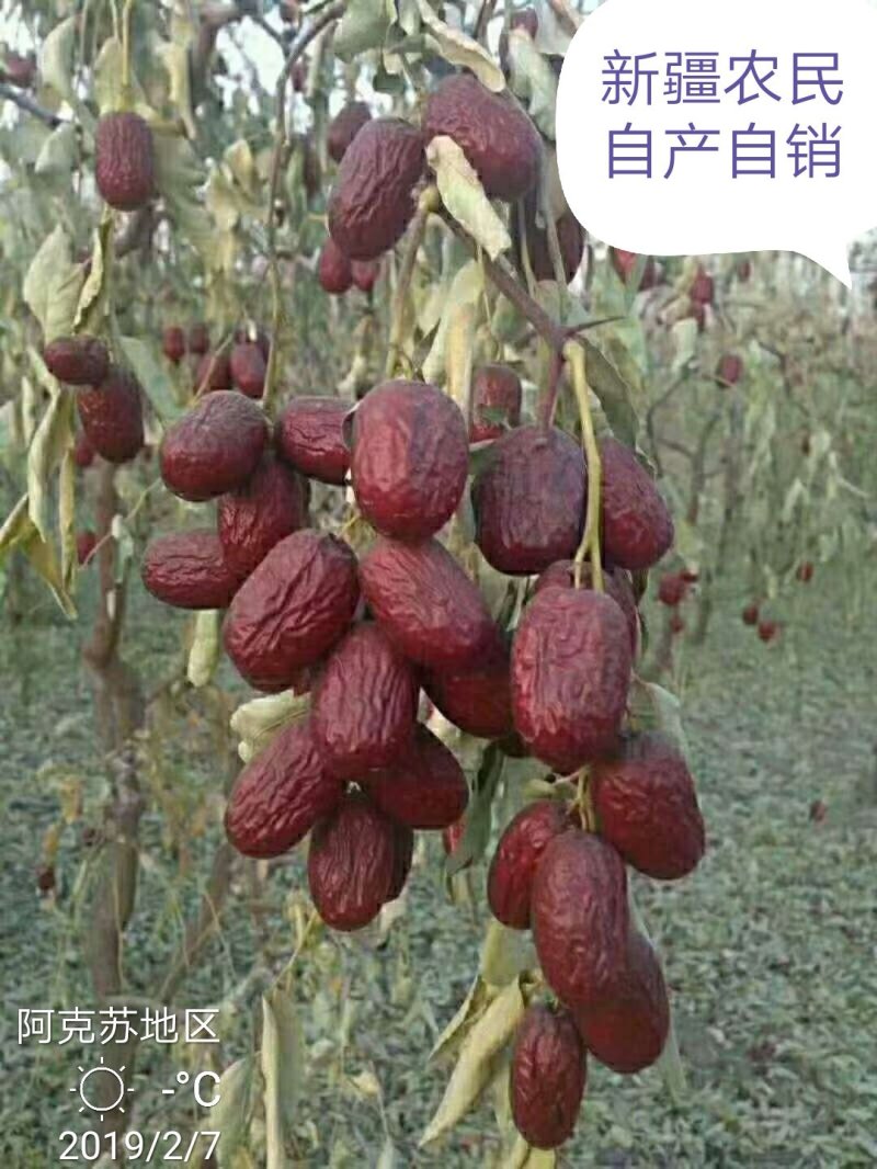 新疆若羌红枣，农民自产自销。