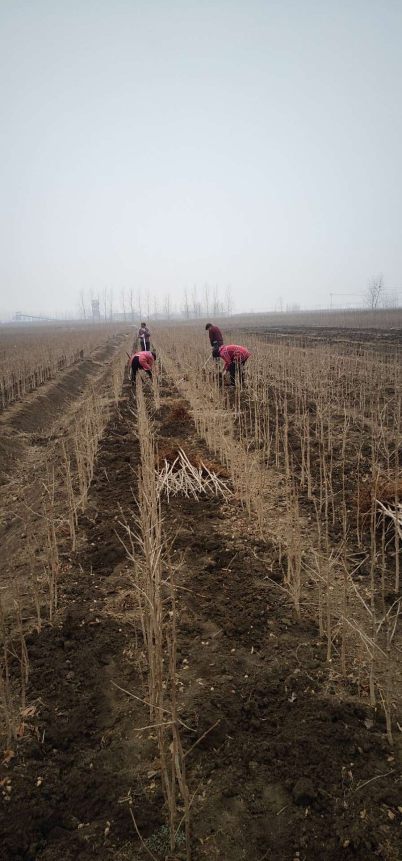 银杏苗银杏小苗壮苗60/2米高苗圃量大，现挖现发当天装车