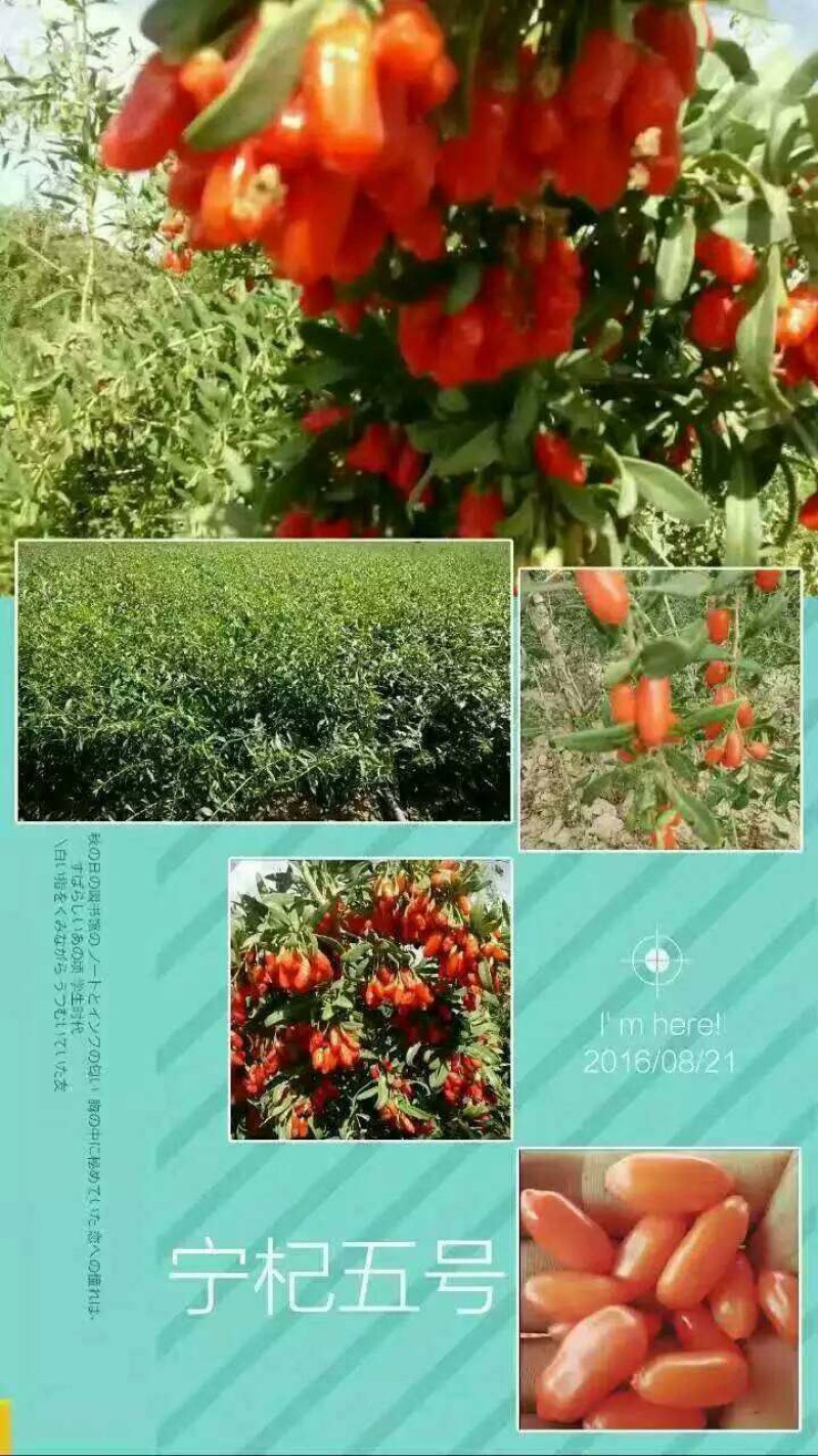 中宁枸杞苗