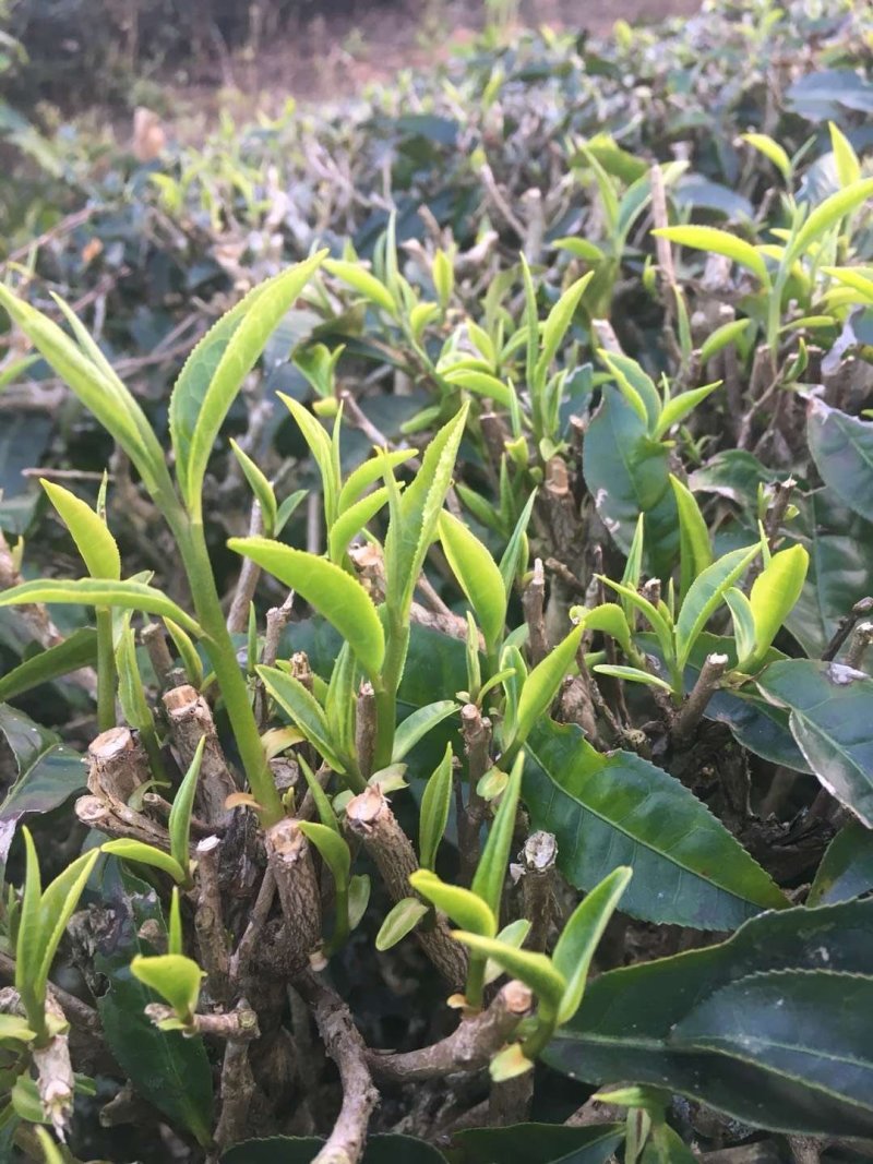云南普洱茶绿茶！春茶隆重上市了欢迎爱茶老板来电打扰！全国