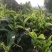云南普洱茶绿茶！春茶隆重上市了欢迎爱茶老板来电打扰！全国