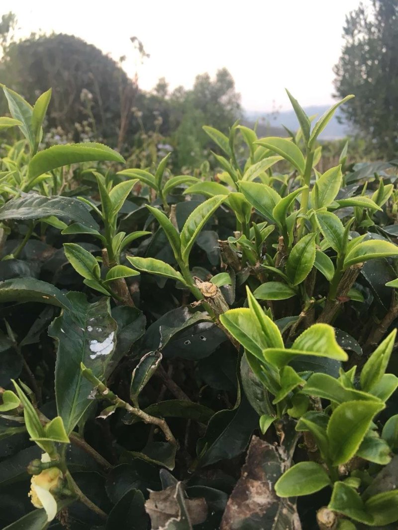 云南普洱茶绿茶！春茶隆重上市了欢迎爱茶老板来电打扰！全国