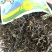云南普洱茶绿茶！春茶隆重上市了欢迎爱茶老板来电打扰！全国