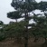 造型松