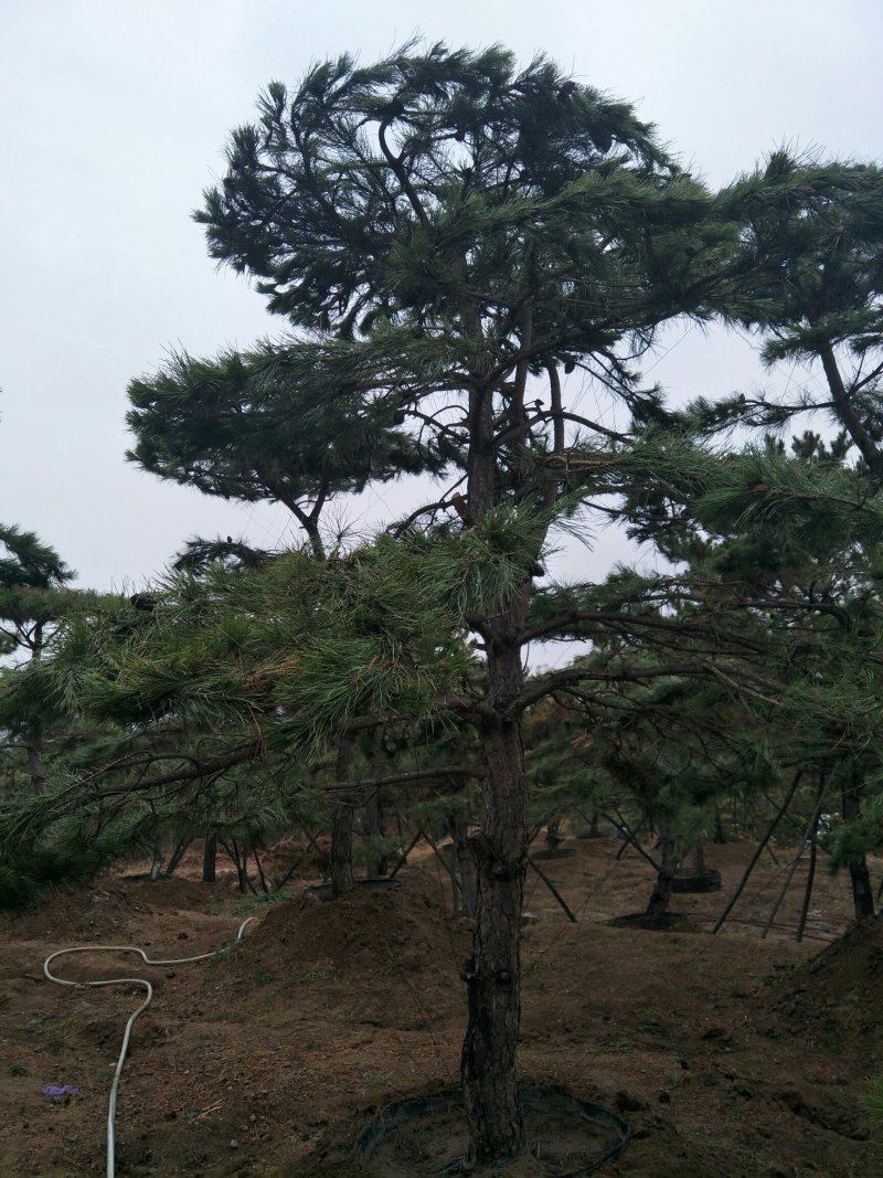 造型松