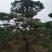 造型松