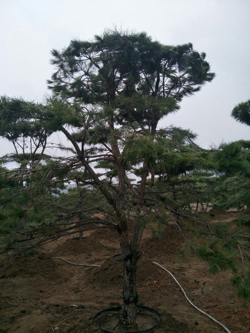造型松