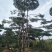 造型松