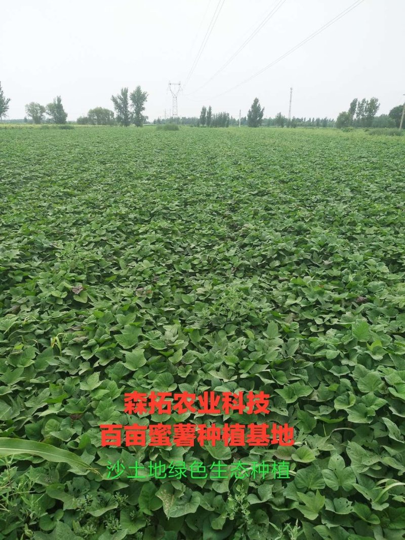 烟薯25西瓜红脱毒原种红薯苗