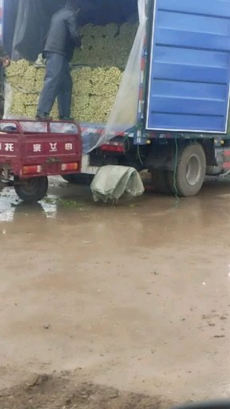 基地直供水洗小西芹颜色漂亮，长度六十左右可打任何包装