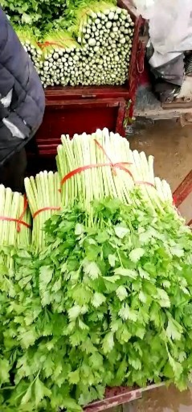 基地直供水洗小西芹颜色漂亮，长度六十左右可打任何包装