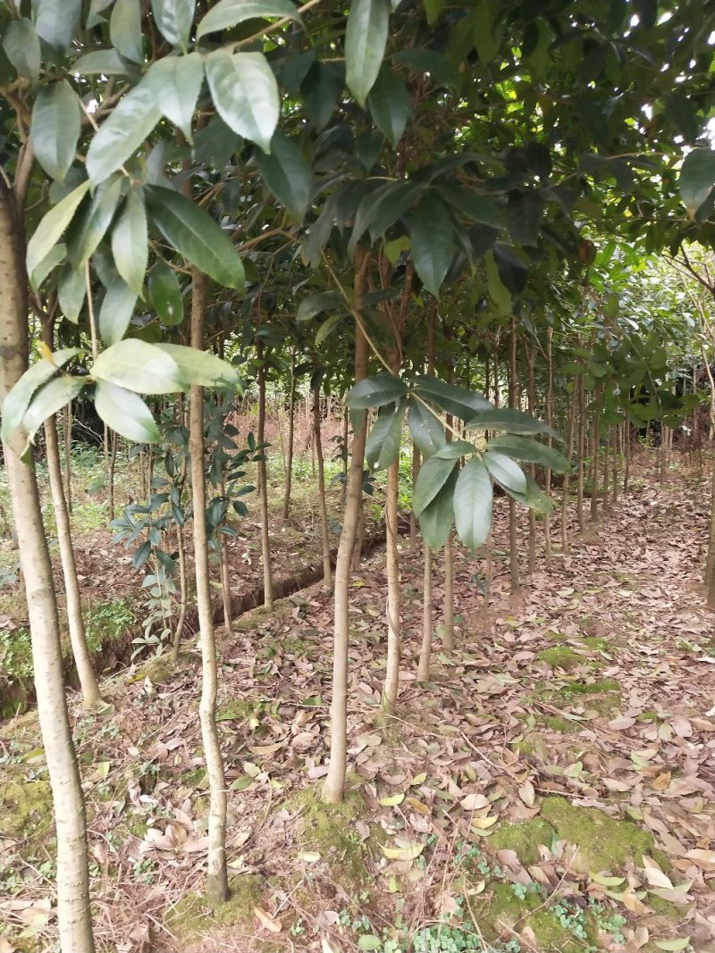 常年大量出售桂花树苗