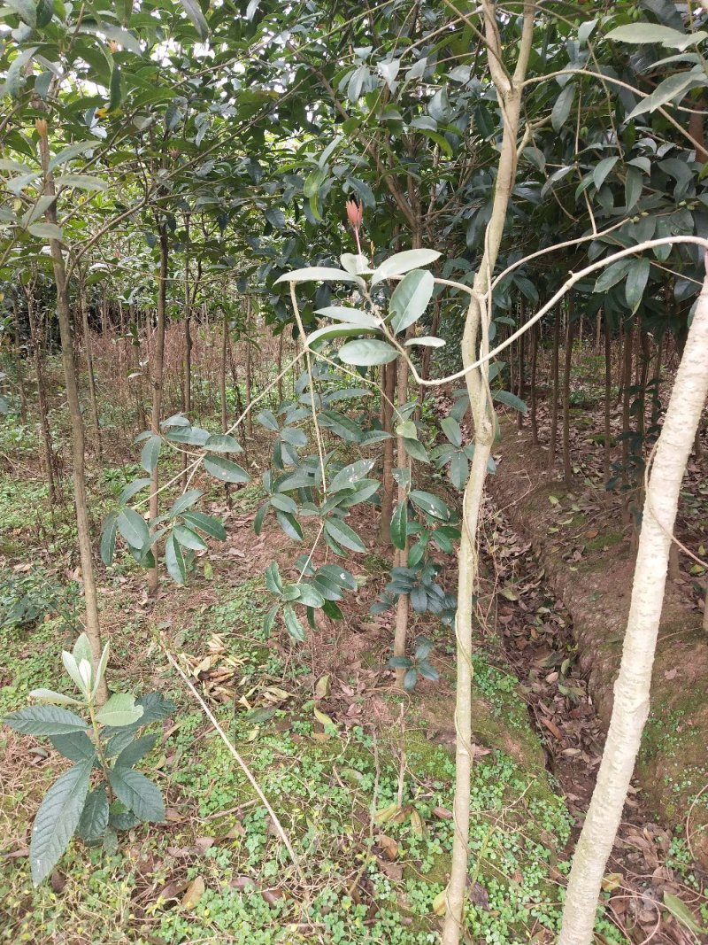 常年大量出售桂花树苗