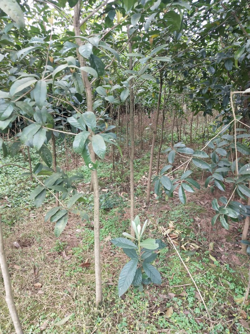 常年大量出售桂花树苗