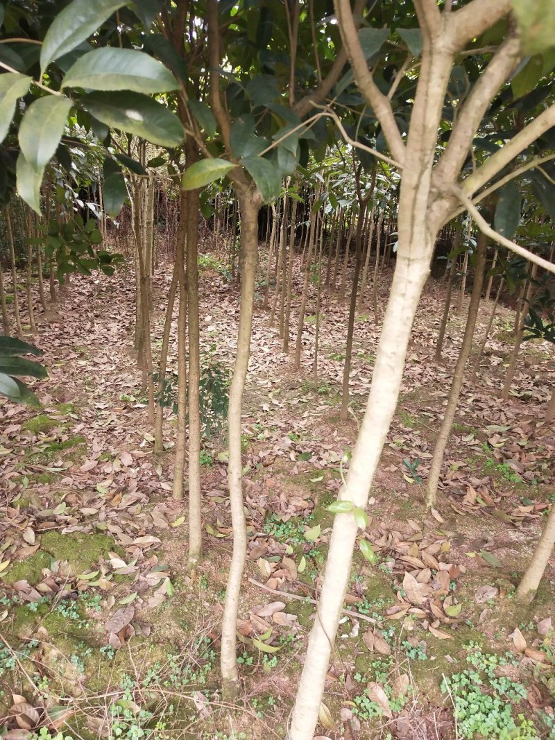 常年大量出售桂花树苗