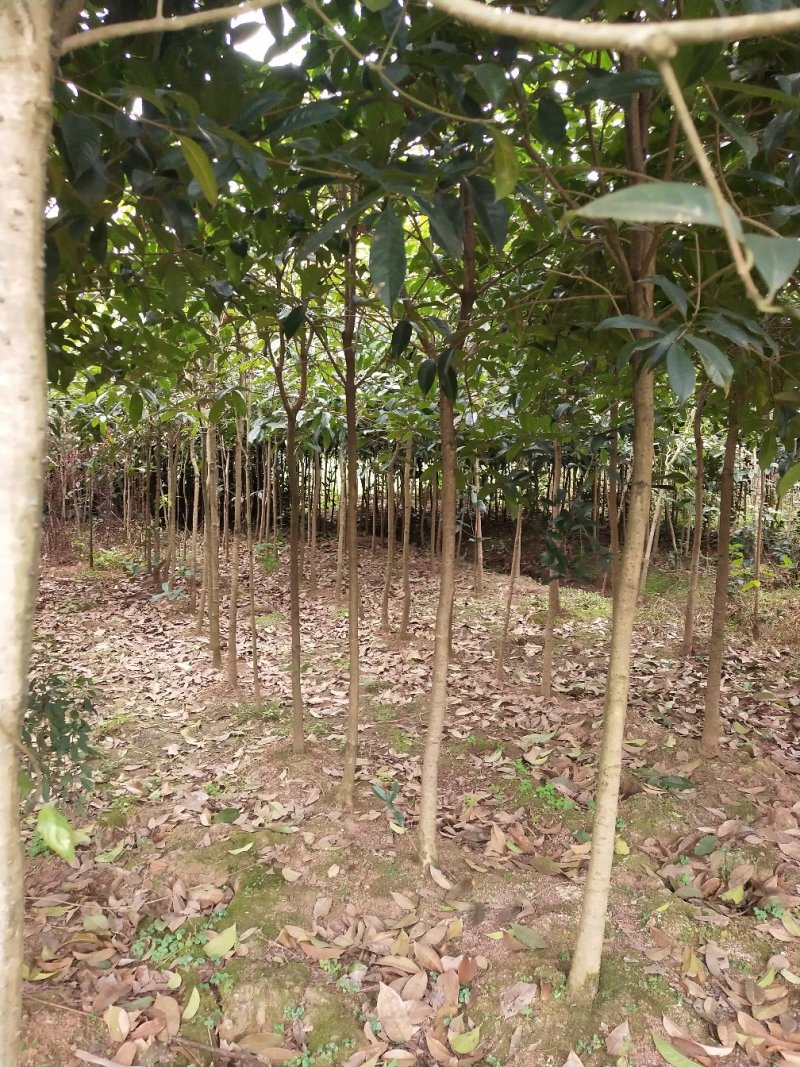 常年大量出售桂花树苗