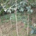 常年大量出售桂花树苗