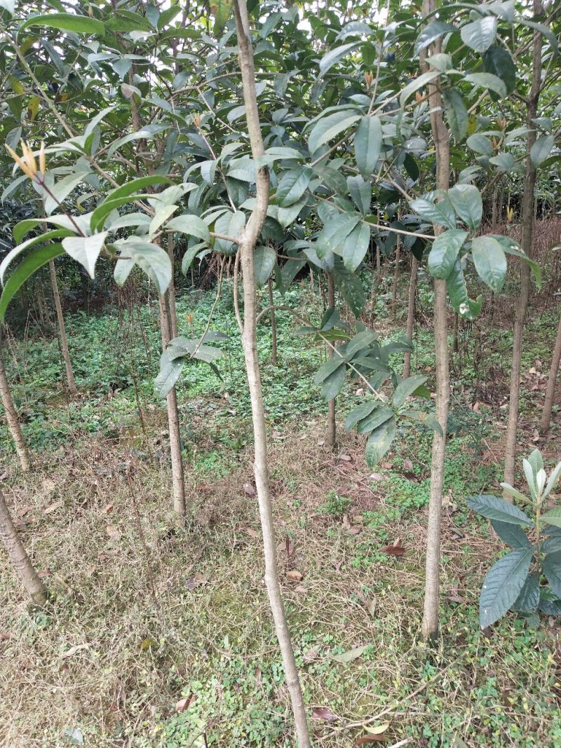 常年大量出售桂花树苗